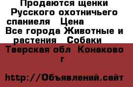 Продаются щенки Русского охотничьего спаниеля › Цена ­ 25 000 - Все города Животные и растения » Собаки   . Тверская обл.,Конаково г.